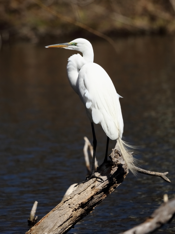 2013 04 03 IMG 02222e